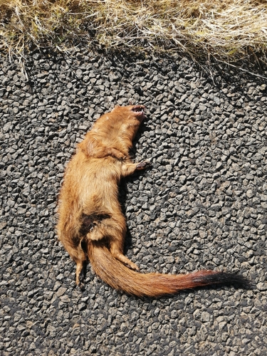 Common Slender Mongoose