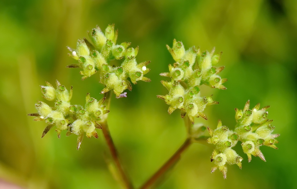 Narrow-fruited Cornsalad