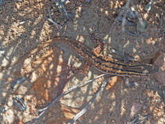 Pedioplanis lineoocellata