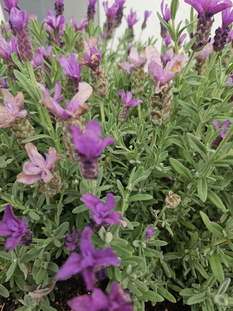Lavandula