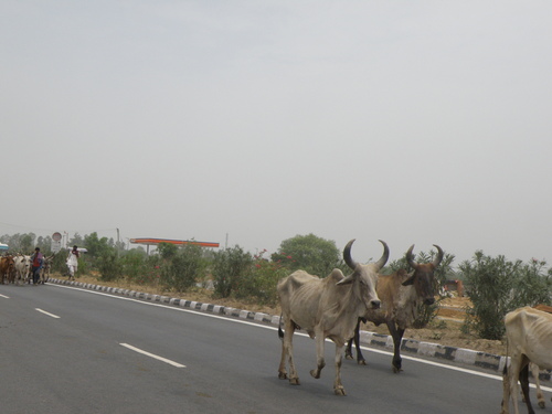 Indicine Cattle