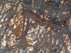 Pedioplanis lineoocellata