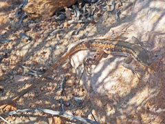 Pedioplanis lineoocellata