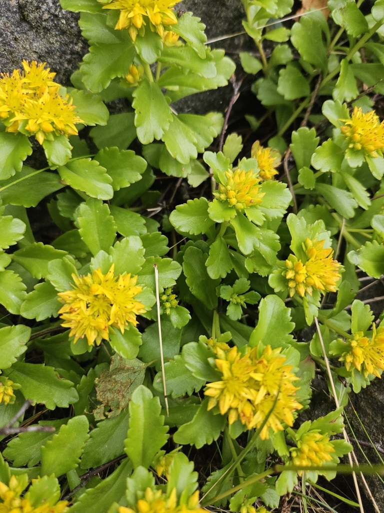 Sedum