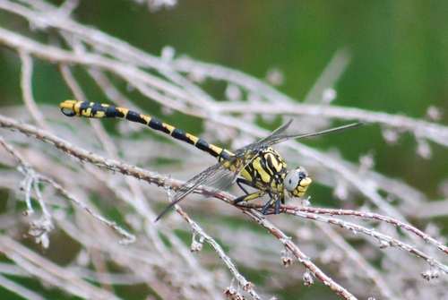 Large Pincertail, photo 8 of 8