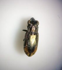 Notiophilus quadripunctatus
