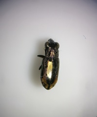 Notiophilus quadripunctatus