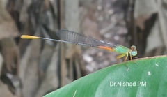 Ceriagrion cerinorubellum