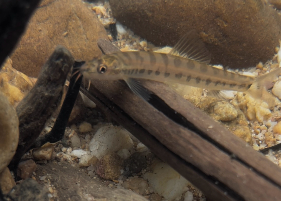 Arrow Loach photo 4
