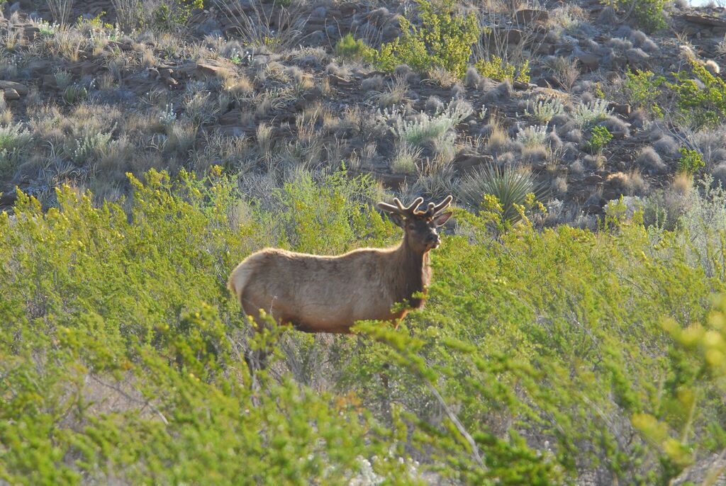 Wapi Fish Wapiti in March 2013 by afahawkins · iNaturalist