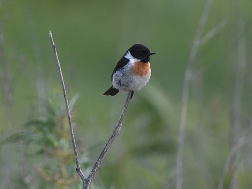Siberian Stonechat, Moskva, RU, photo 10 of 10