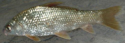 Carpiodes carpio