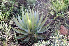 Agave potrerana