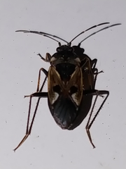 Rhyparochromus vulgaris