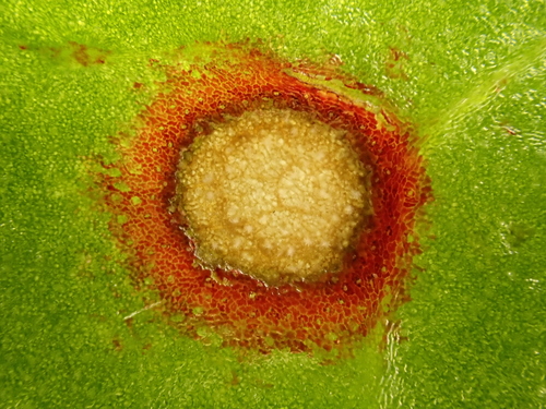 Ramularia pratensis