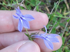 Lobelia reverchonii