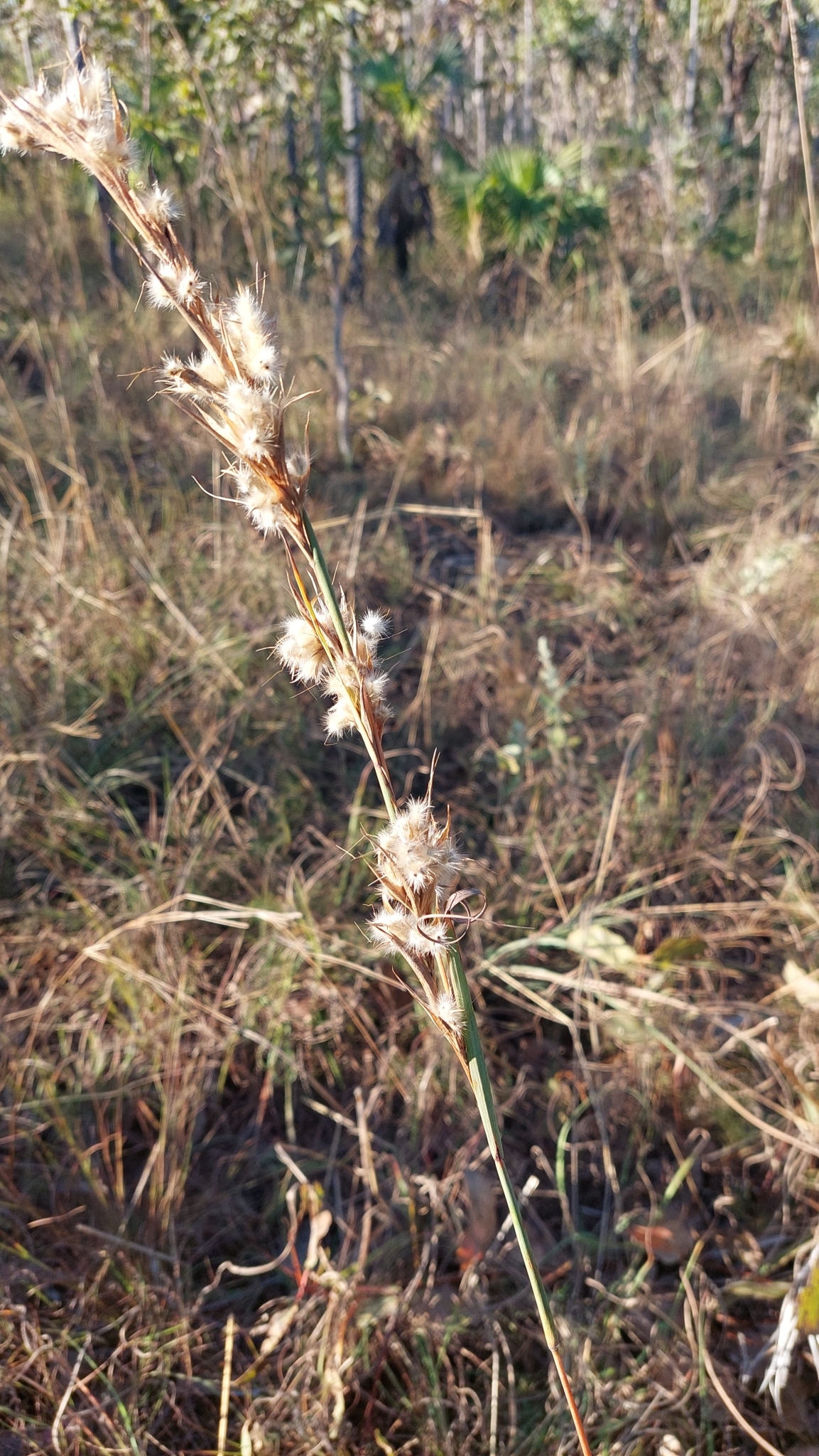 Citronella Grass (Cymbopogon bombycinus)