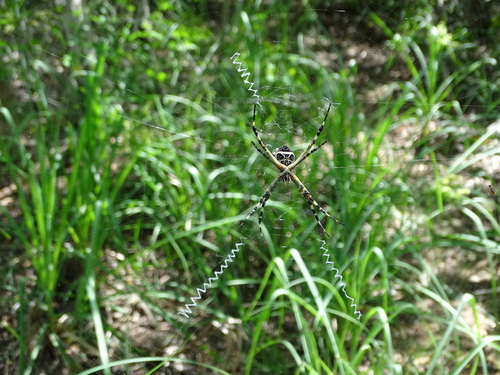 Silver garden spider (Argiope argentata)