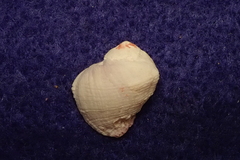 Coralliophila violacea