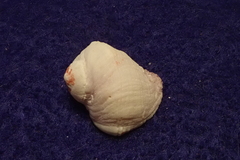Coralliophila violacea