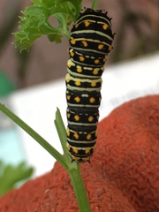 Papilio polyxenes