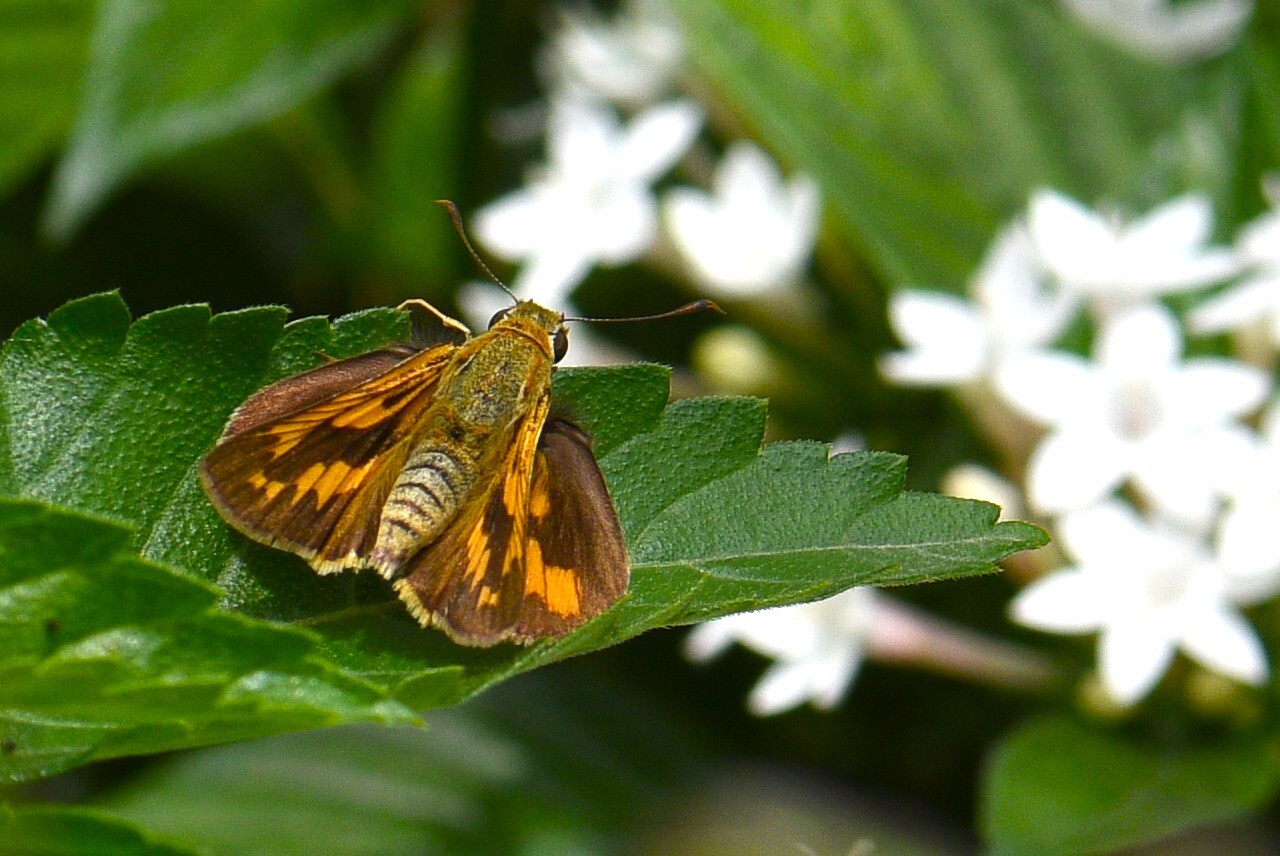 Pale Palm-Dart