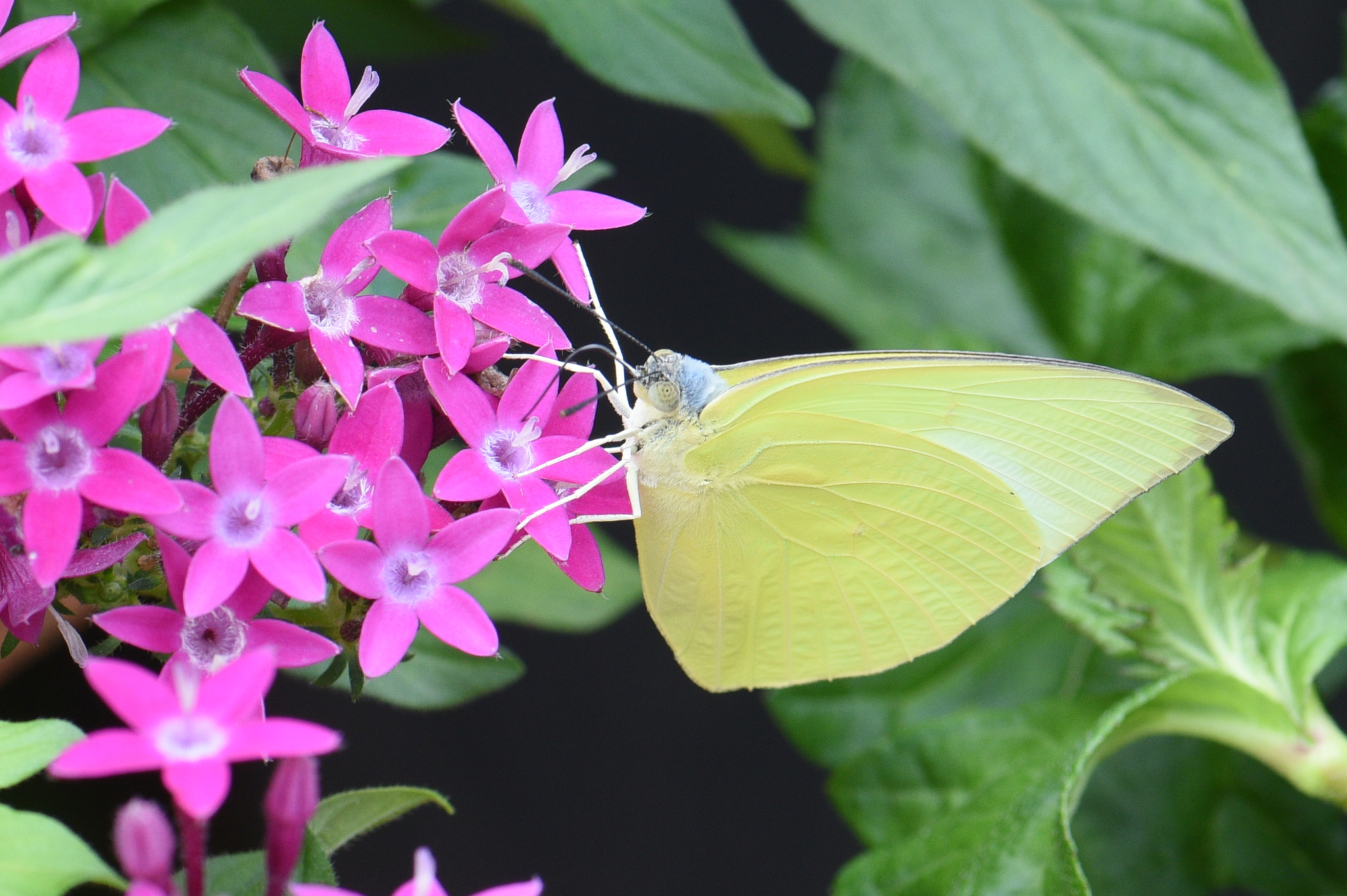 Lemon Emigrant