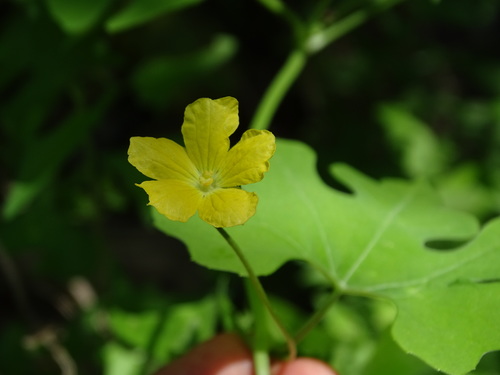 Calabaza estropajo (Luffa operculata)
