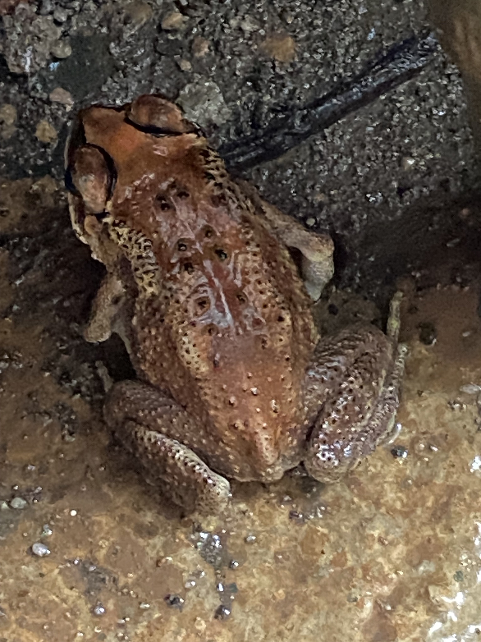 Indian Common True Toad