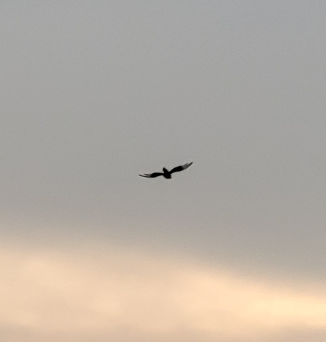 Oriental Magpie