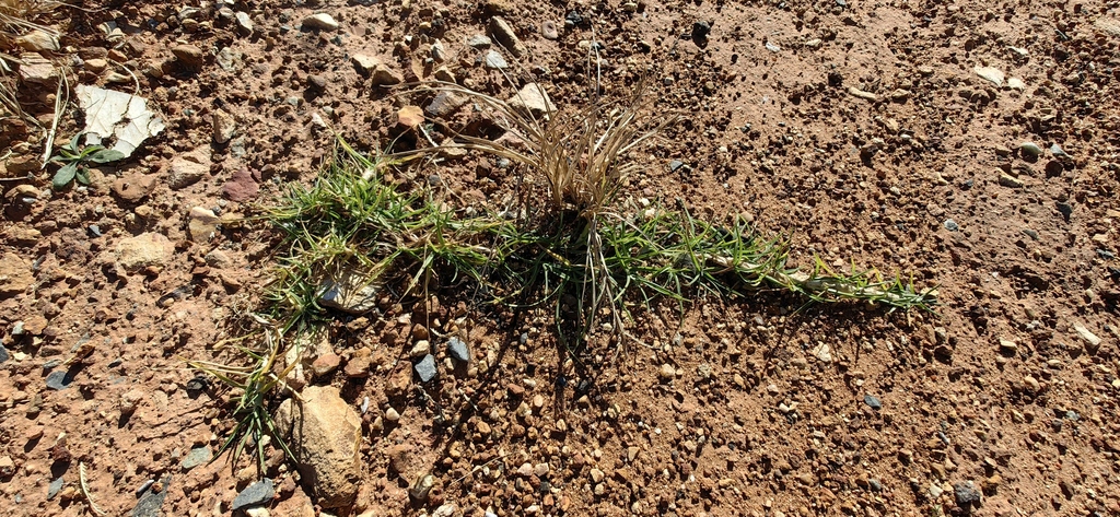 Pennisetum clandestinum
