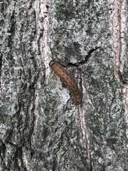 Leucania pseudargyria