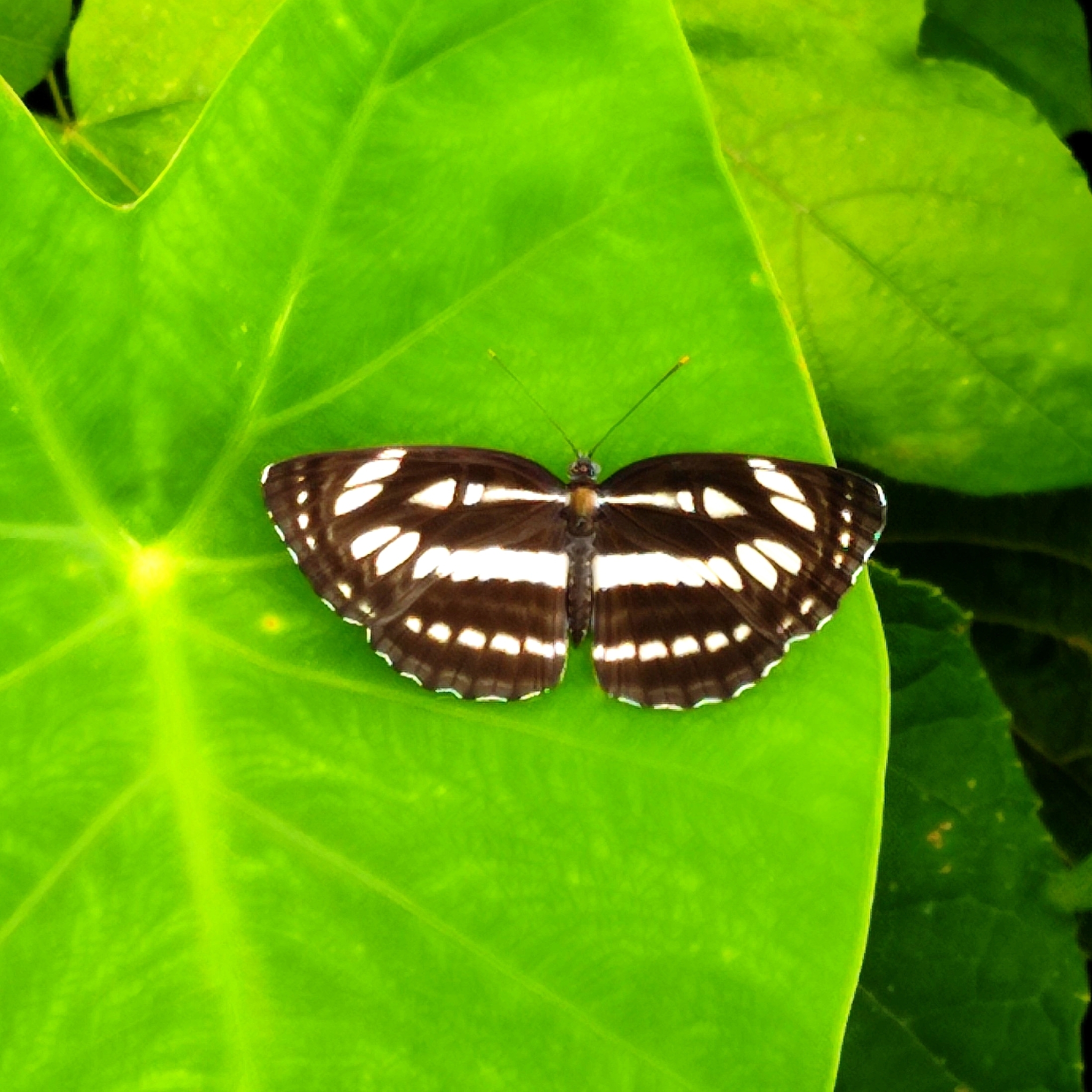 Common Sailer