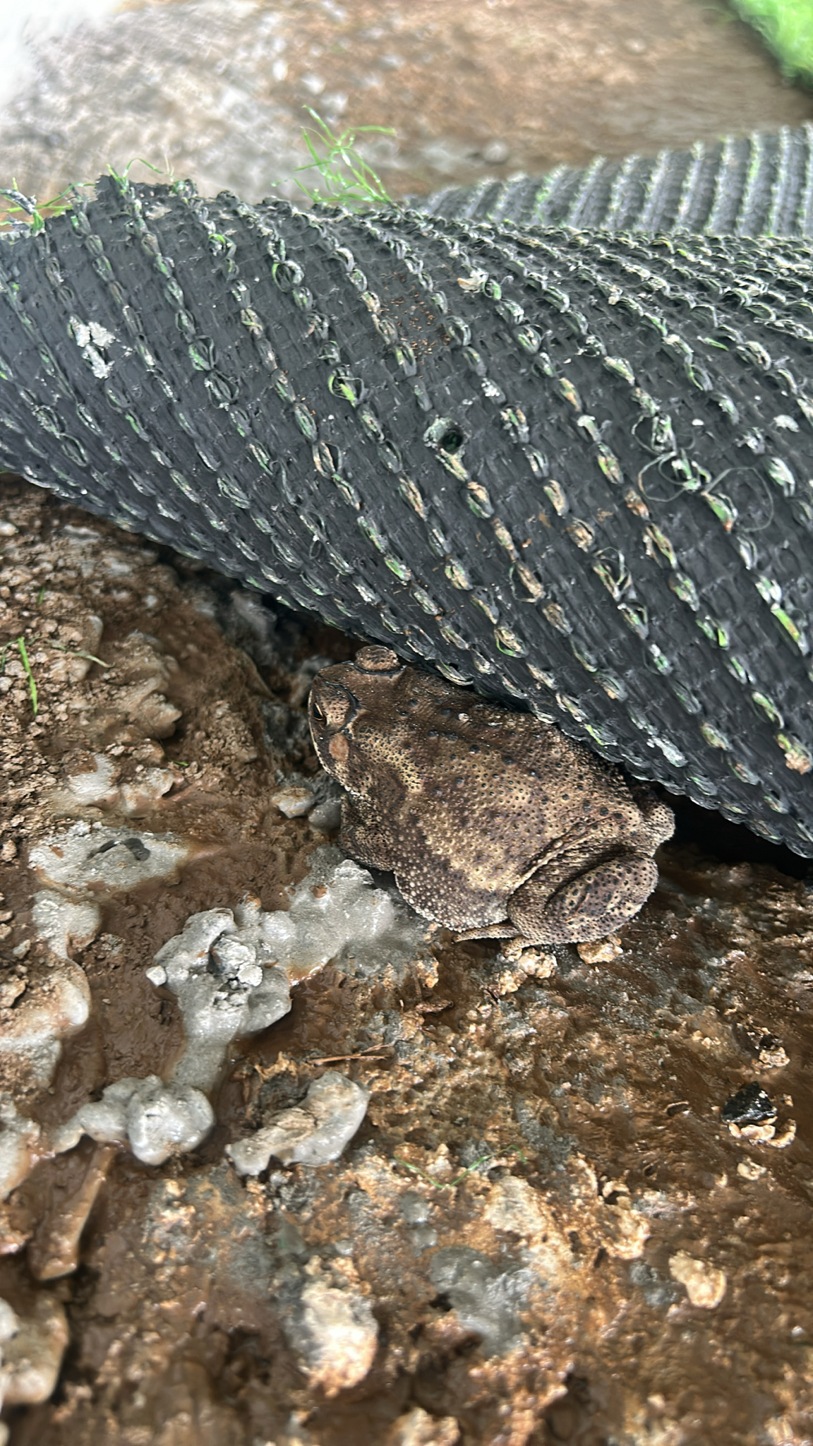 Indian Common True Toad