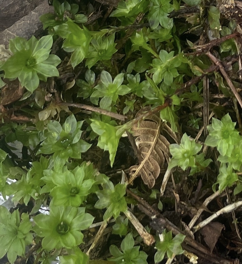 Rhodobryum giganteum — ảnh 2