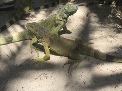 Iguana iguana