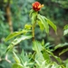 Costus montanus - Photo (c) Stefan Neuwirth, some rights reserved (CC BY-NC), uploaded by Stefan Neuwirth