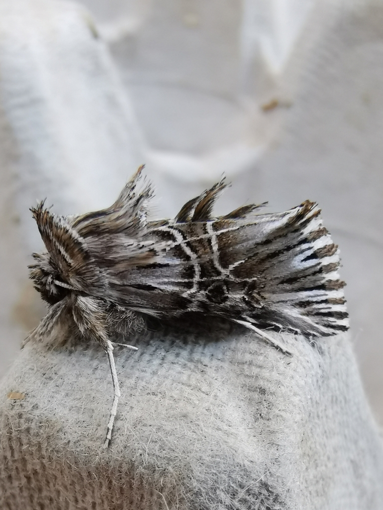 Omphalophana serrata