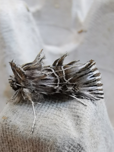 Omphalophana serrata