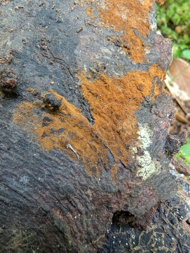 Thelephora bryophila