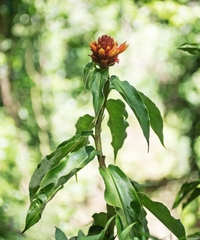 Costus montanus
