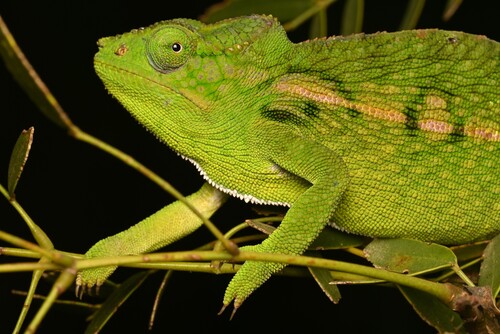 Belalanda chameleon, Furcifer belalandaensis