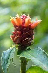 Costus montanus