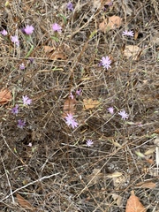 Lessingia arachnoidea
