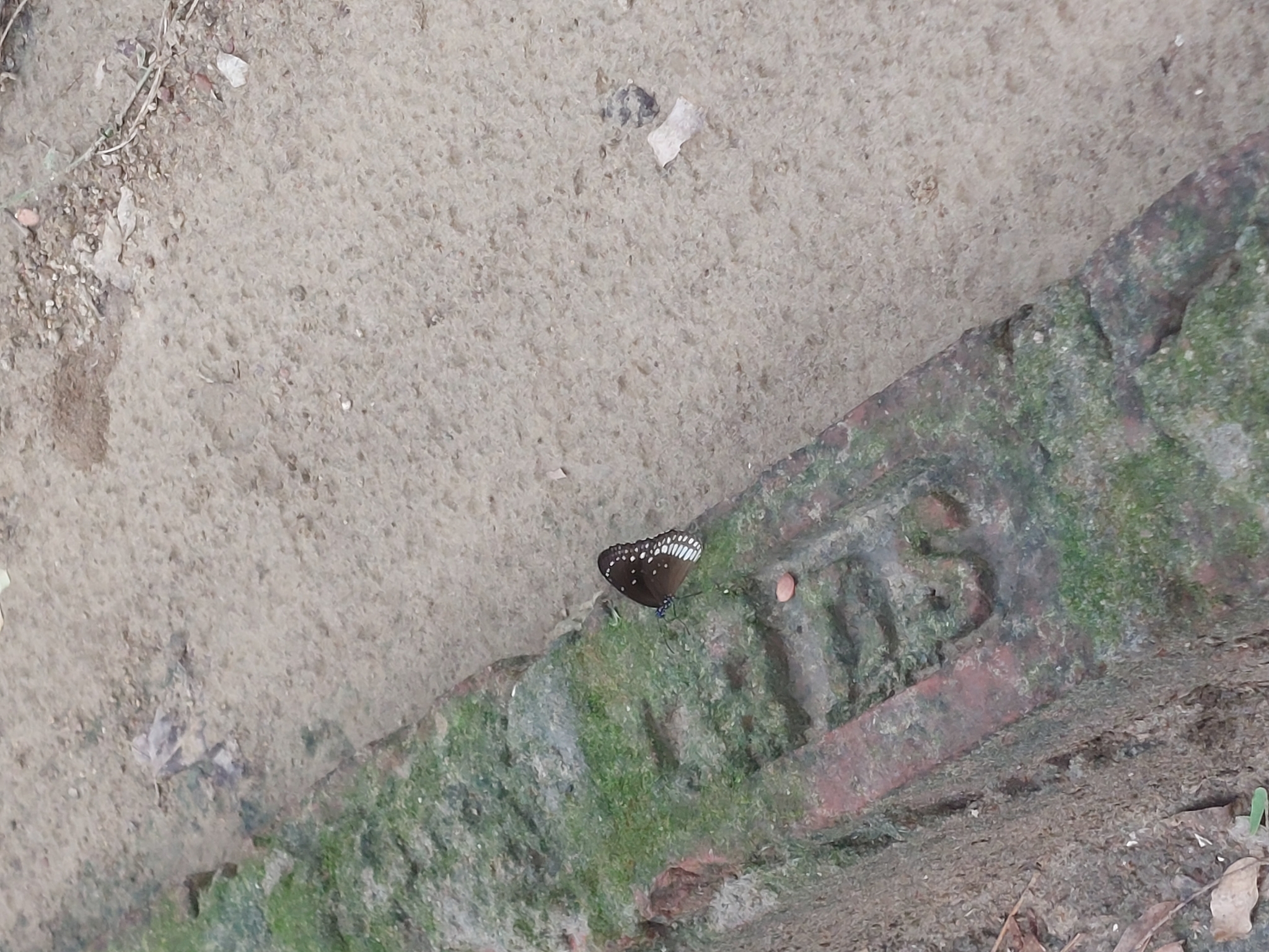Common Crow