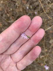 Lessingia arachnoidea