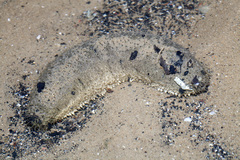 Holothuria scabra