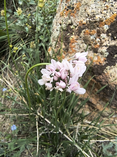 Allium oreoprasum, photograph 4