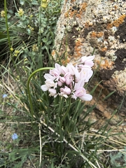 Allium oreoprasum, photograph (c) jeanjacquesgodon, some rights reserved (CC BY)