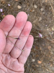 Lessingia arachnoidea